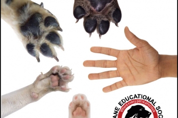 Image: Paws for the Cause