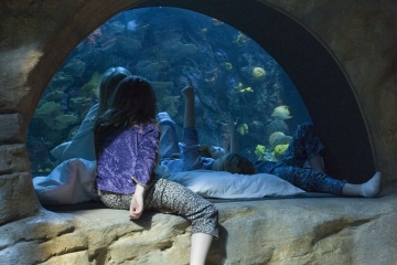 Image: Valentine Sleep in the Deep at the Tennessee Aquarium